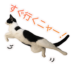 [LINEスタンプ] ハチワレのリアルオッタン