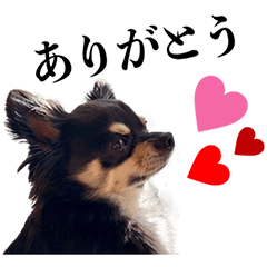 [LINEスタンプ] 癒しのチワワくん