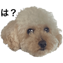 [LINEスタンプ] 辛辣いっぬ