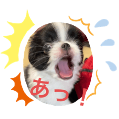 [LINEスタンプ] 狆の日常スタンプ6