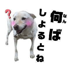 [LINEスタンプ] おにと愛犬バーディ