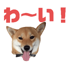 [LINEスタンプ] #1柴犬のつくし