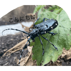 [LINEスタンプ] Ilike虫
