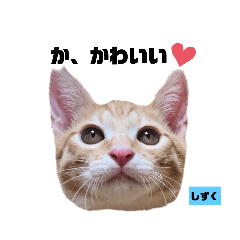[LINEスタンプ] みらいねこ横濱⑧