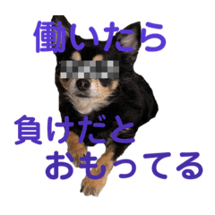 [LINEスタンプ] 犬 トイプードル チワワ 老犬時代