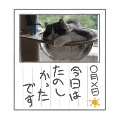 [LINEスタンプ] アメリカンカール百恵のスタンプ1