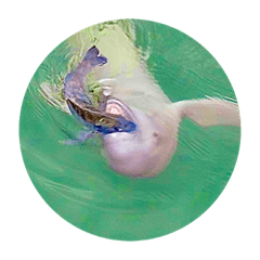 [LINEスタンプ] Wild dolphin face スナメリの顔 by DRONE