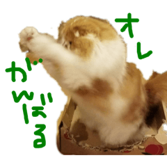 [LINEスタンプ] スコティッシュフォールドのていてい