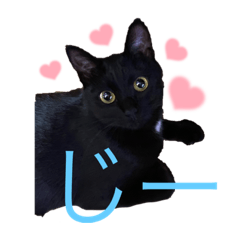 [LINEスタンプ] うちの黒猫レモンぷち☺