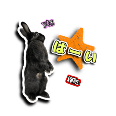 [LINEスタンプ] Rabbit rights！