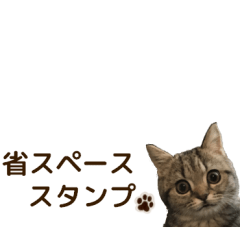 [LINEスタンプ] ミヌエットのショコラ子猫写真スタンプ12の画像（メイン）