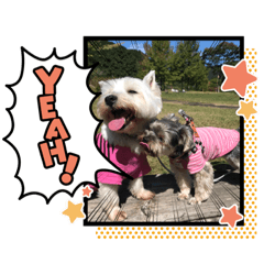 [LINEスタンプ] Westie ＆ Yorkie 3