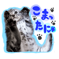 [LINEスタンプ] うしお,とら,たび