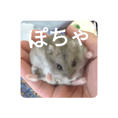[LINEスタンプ] とろちゃん④