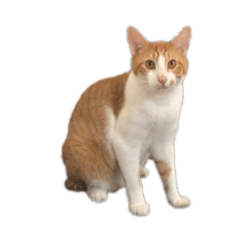 [LINEスタンプ] ねこのじろうくん その2