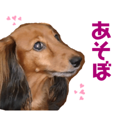 [LINEスタンプ] mihoのおともだち