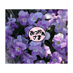 [LINEスタンプ] パクのPURPLE FLOWER