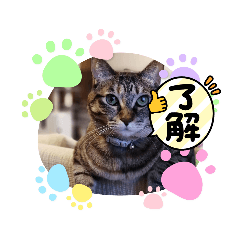 [LINEスタンプ] キジトラのかわいさ2