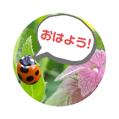 [LINEスタンプ] ナチュラル画像スタンプ