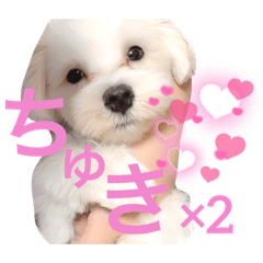 [LINEスタンプ] 癒しのちょびすけ3