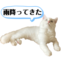 [LINEスタンプ] 白い猫スタンプver.2 家族会話編