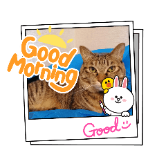 [LINEスタンプ] かわいい真顔ねこ