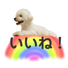 [LINEスタンプ] 綿犬