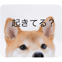 [LINEスタンプ] 柴犬豆の日常