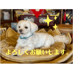 [LINEスタンプ] 寺犬ゴン太 アラフィフ犬の敬語