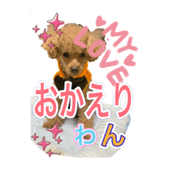 [LINEスタンプ] トイプードル 日常会話わんわん語編