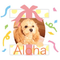 [LINEスタンプ] HALE PLUMERIAラブリーわんこ