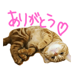[LINEスタンプ] こじたくさんスタンプ