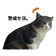 [LINEスタンプ] てんてんの可能性は無限大