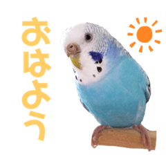 [LINEスタンプ] インコ友達