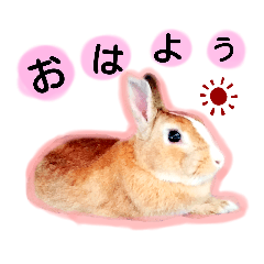 [LINEスタンプ] うさぎの若4