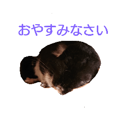 [LINEスタンプ] チンチラの日々