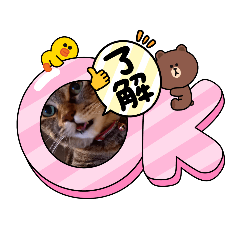 [LINEスタンプ] あいつじ真顔ねこ