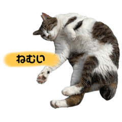 [LINEスタンプ] 眠い猫スタンプ