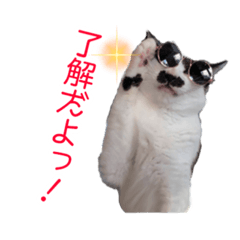 [LINEスタンプ] 猫まる茶屋！4周年記念(写真Ver.)