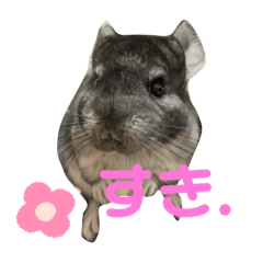 [LINEスタンプ] チンチラのコトロちゃん まとめ