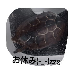 [LINEスタンプ] 爬虫類両生類