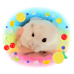[LINEスタンプ] ゆきというなのハムスター