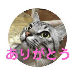 [LINEスタンプ] サバ猫そらの一言