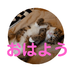 [LINEスタンプ] かまってちゃん猫きらの一言