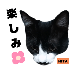 [LINEスタンプ] みらいねこ横濱⑨。