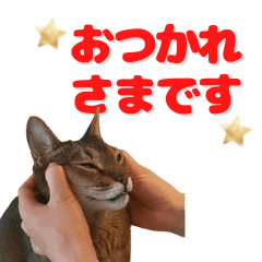 [LINEスタンプ] necotomoキャットシッター看板ねこスタンプ