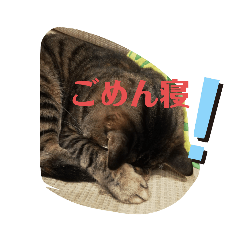 [LINEスタンプ] ご機嫌ななめな真顔ねこ