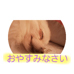 [LINEスタンプ] あざとかわいいワンコの画像（メイン）