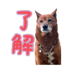 [LINEスタンプ] 我が家のあーちゃん(美濃柴犬)