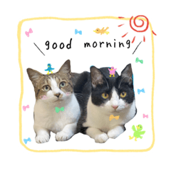 [LINEスタンプ] きじしろさんとはちわれさん